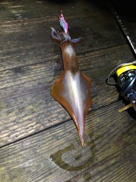 エギング　2017年1月〜2月　福井県でのエギング　オススメ投稿！