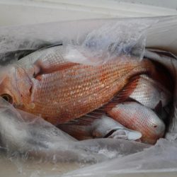 遊漁船 幸友丸 釣果