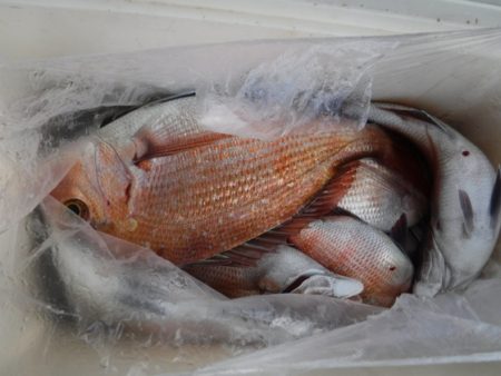 遊漁船 幸友丸 釣果