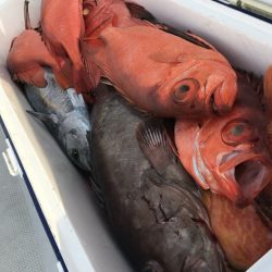 寿裕 （YOSHIHIRO） 釣果