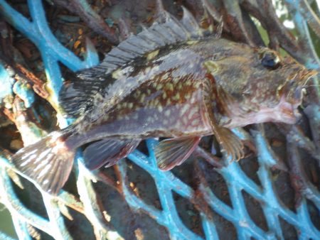 オリジナルメーカー海づり公園(市原市海づり…