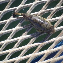 オリジナルメーカー海づり公園(市原市海づり施設) 釣果