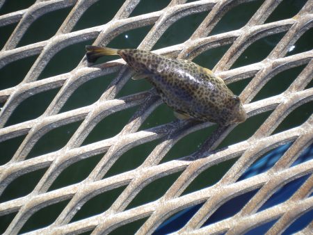 オリジナルメーカー海づり公園(市原市海づり施設) 釣果