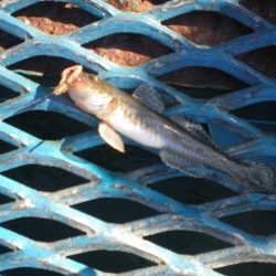 オリジナルメーカー海づり公園(市原市海づり施設) 釣果