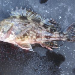 オリジナルメーカー海づり公園(市原市海づり施設) 釣果