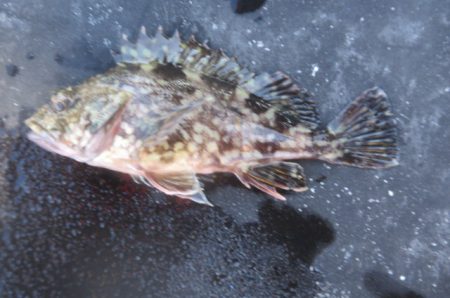 オリジナルメーカー海づり公園(市原市海づり施設) 釣果