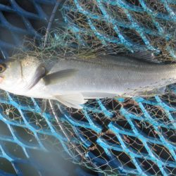 オリジナルメーカー海づり公園(市原市海づり施設) 釣果