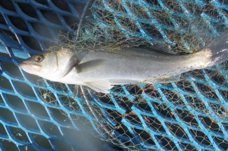 オリジナルメーカー海づり公園(市原市海づり施設) 釣果