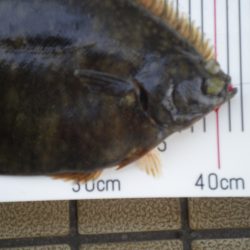 オリジナルメーカー海づり公園(市原市海づり施設) 釣果