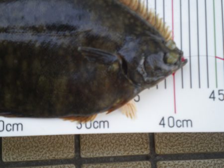 オリジナルメーカー海づり公園(市原市海づり施設) 釣果