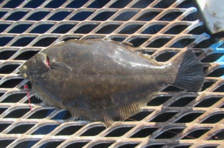 オリジナルメーカー海づり公園(市原市海づり施設) 釣果