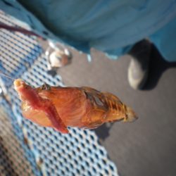 オリジナルメーカー海づり公園(市原市海づり施設) 釣果