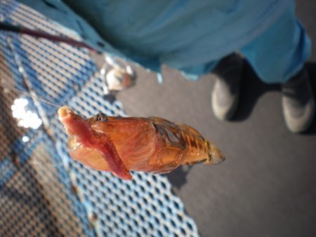 オリジナルメーカー海づり公園(市原市海づり施設) 釣果