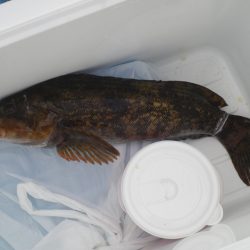 オリジナルメーカー海づり公園(市原市海づり施設) 釣果