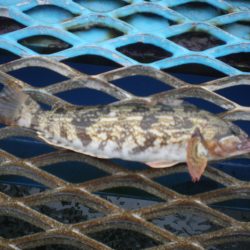 オリジナルメーカー海づり公園(市原市海づり施設) 釣果