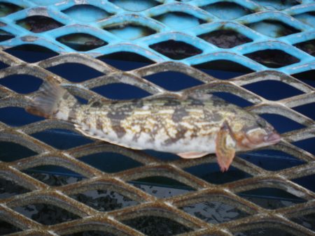 オリジナルメーカー海づり公園(市原市海づり施設) 釣果