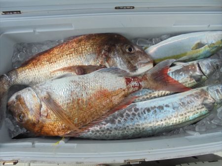 HARUKA丸 はるかまる 釣果