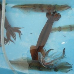 こうゆう丸 釣果