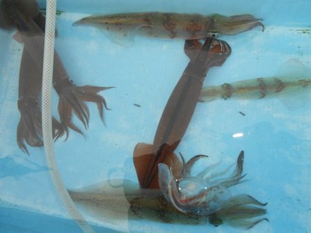 こうゆう丸 釣果