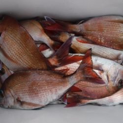 遊漁船 幸友丸 釣果