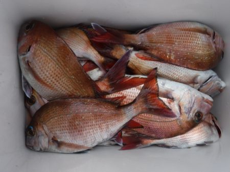 遊漁船 幸友丸 釣果