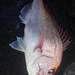 遊漁船 新鋭丸 釣果