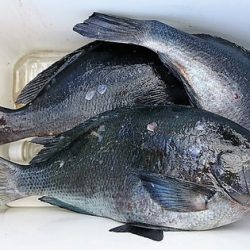 しば渡船 釣果