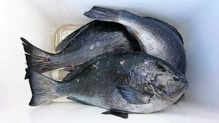 しば渡船 釣果