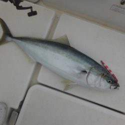 開進丸 釣果