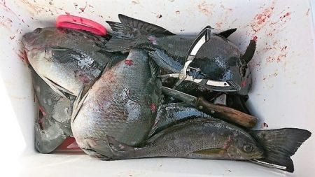 しば渡船 釣果