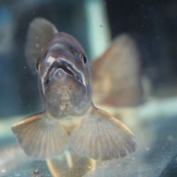 小菅トラウトガーデン 釣果