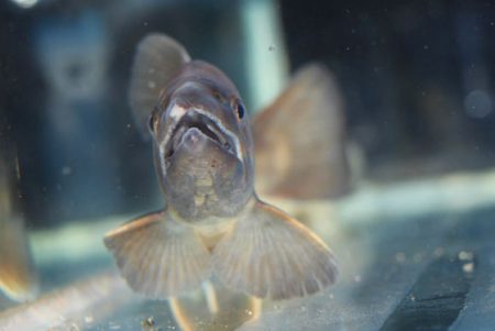 小菅トラウトガーデン 釣果