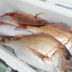 こうゆう丸 釣果