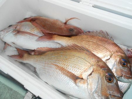 こうゆう丸 釣果