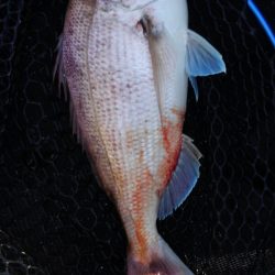 遊漁船 新鋭丸 釣果