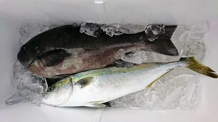しば渡船 釣果