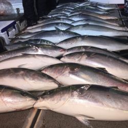 幸風（さちかぜ） 釣果