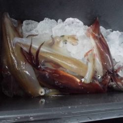 大進丸(新潟) 釣果