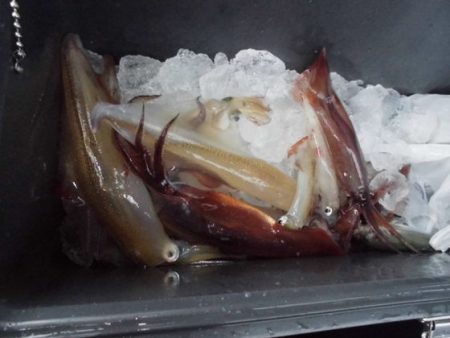 大進丸(新潟) 釣果