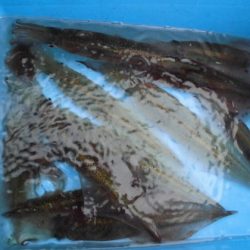 大進丸(新潟) 釣果