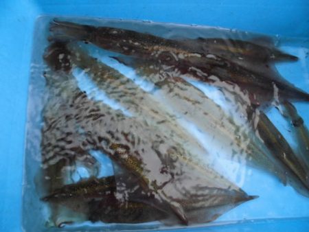 大進丸(新潟) 釣果