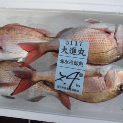 大進丸(新潟) 釣果