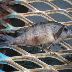 オリジナルメーカー海づり公園(市原市海づり施設) 釣果