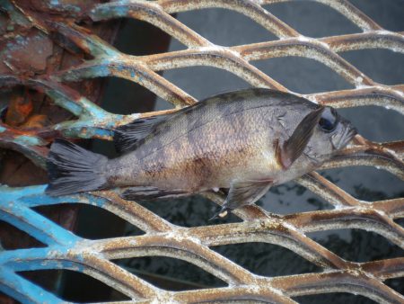 オリジナルメーカー海づり公園(市原市海づり施設) 釣果
