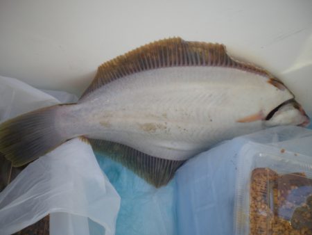 オリジナルメーカー海づり公園(市原市海づり施設) 釣果