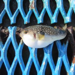 オリジナルメーカー海づり公園(市原市海づり施設) 釣果