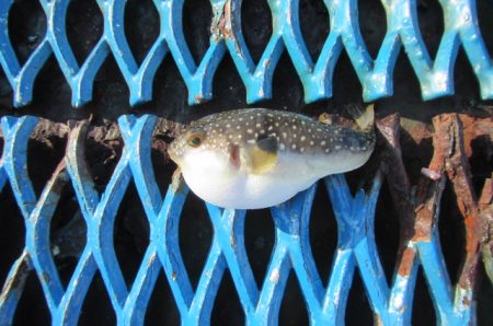 オリジナルメーカー海づり公園(市原市海づり施設) 釣果