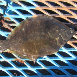 オリジナルメーカー海づり公園(市原市海づり施設) 釣果