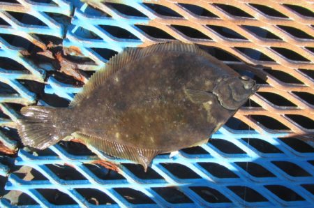 オリジナルメーカー海づり公園(市原市海づり施設) 釣果