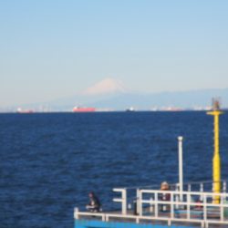 オリジナルメーカー海づり公園(市原市海づり施設) 釣果